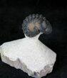 Enrolled Morocops Trilobite - Foum Zguid, Morocco #28144-3